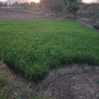 نشاع برنج