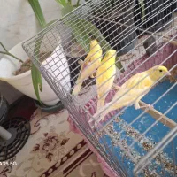 قناری|پرنده|فسا, |دیوار