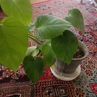 گل برگ انجیری