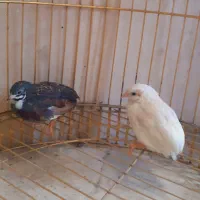 بلدرچین مینیاتوری تخم گذار