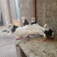 فروش کفتر