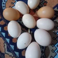 تخم مرغ لاری