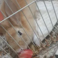 خرگوش رنگ عسلی