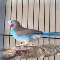 فنچ آبی پوش