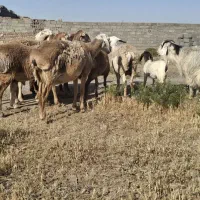میش چینی|حیوانات مزرعه|زیرکوه, |دیوار