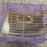 عروس‌هلندی‌جفت‌
