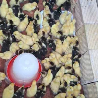 جوجه اوردک اسرائیلی