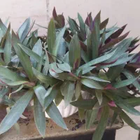 گل طبیعی