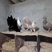 نامبر