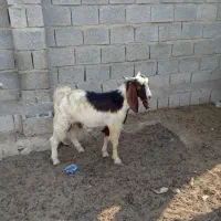 کهره چاق