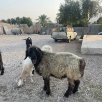 قوچ دو ران