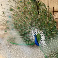 طاووس پرنده