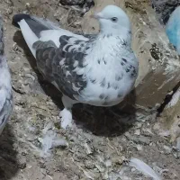 کبوتر پرشی