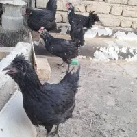 سه مرغ یک خروس