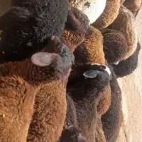 بره نر قربانی