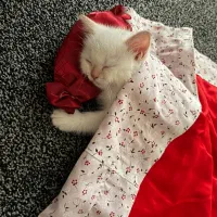 بچه گربه بیریتش