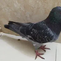 کبوتر.زاغ سبز.نر.پرشی ازبلندی شب  گرفتم.