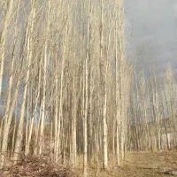 جمع آوری چوب تبریزی باغی میوه