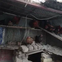 مرغ میناتوری