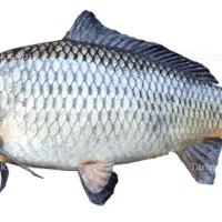 آمور کپور پرورشی
