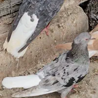کبوتر رنگی دمسفید
