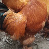 برهما|حیوانات مزرعه|لاهیجان, بازکیاگوراب|دیوار
