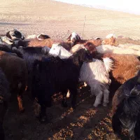 کشتاری