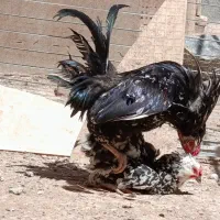 مرغ و خروس جوان