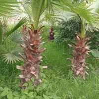 پالم واشنگتن تنه قرمز