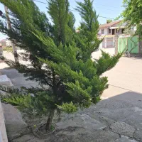درخت کاج قیمت توافقی