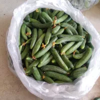 خیار تازه چین درجه یک