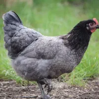 تخم نطفه دار مرغ تخم گذار آیسبار فرانسوی