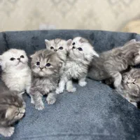 بچه گربه های آپارتمانی نژاد مخصوص زندگی آپارتمانی