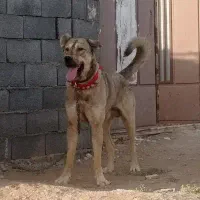 سگ نر پژدر