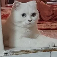 گربه بریتیش اسکاتیش سیلور ۹ ماهه
