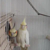 یک جفت عروس هلندی