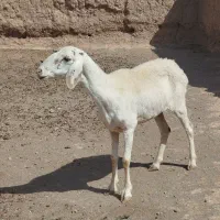 میش چینی عربی فروشی جوان دندان سالم
