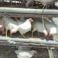 مرغ سفید تخمگذار، خونی ،