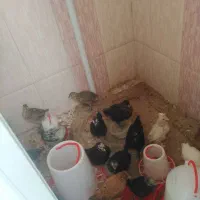 مرغ خروس امریکایی
