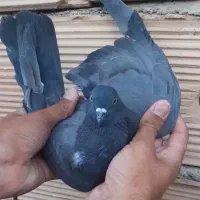 کفتر تهرانی غریب گیری