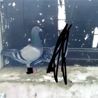 فروش کبوتر