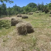 علف و یونجه مخلوط