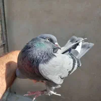 کبوتر گرفتنی مسافتی المانی  بند خورده  مفلق۵ عدد
