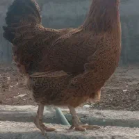 مرغ بومی
