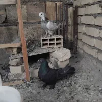کبوتر اصفهانی