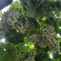 انگور محلی پراب برای ابغوره درجه یک قیمت ۶۰تومن