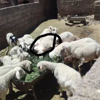 یک عدد قوچ خانگی