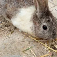 خرگوش نر