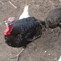 بوقلمون نر