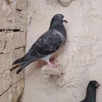 سه عدد کفتر خوب